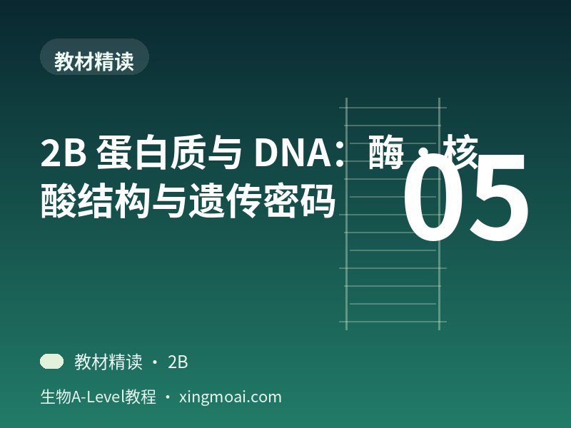 2B 蛋白质与 DNA：酶·核酸结构与遗传密码