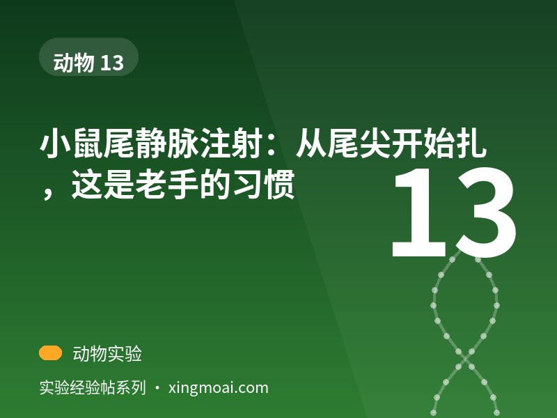 小鼠尾静脉注射：从尾尖开始扎，这是老手的习惯
