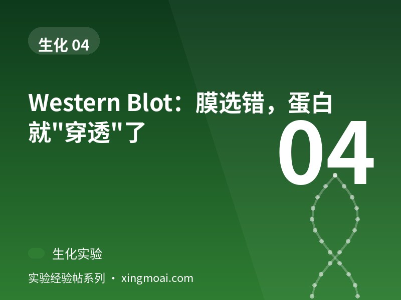 Western Blot：膜选错，蛋白就"穿透"了