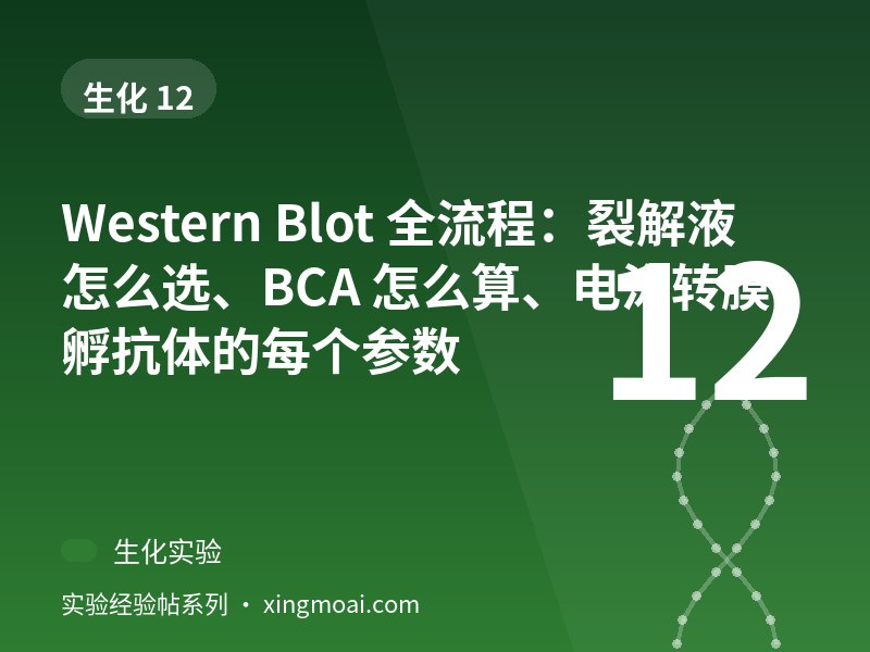 Western Blot 全流程：裂解液怎么选、BCA 怎么算、电泳转膜孵抗体的每个参数
