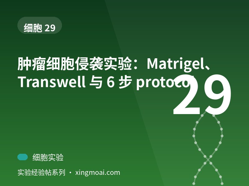 肿瘤细胞侵袭实验：Matrigel、Transwell 与 6 步 protocol