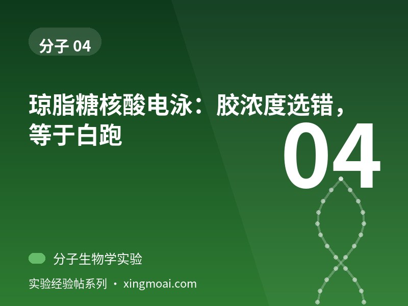 琼脂糖核酸电泳：胶浓度选错，等于白跑