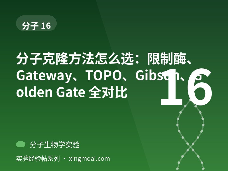 分子克隆方法怎么选：限制酶、Gateway、TOPO、Gibson、Golden Gate 全对比
