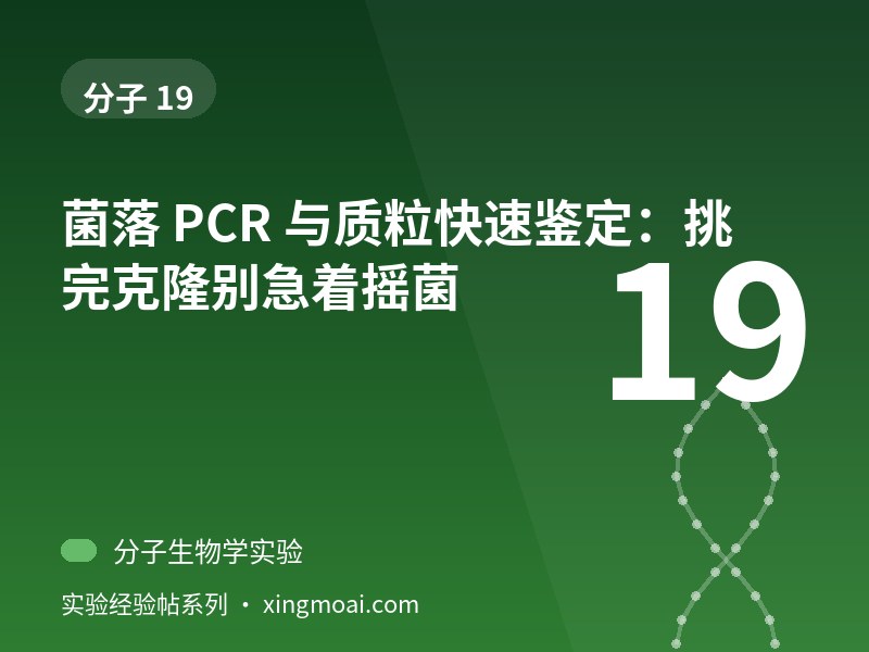 菌落 PCR 与质粒快速鉴定：挑完克隆别急着摇菌