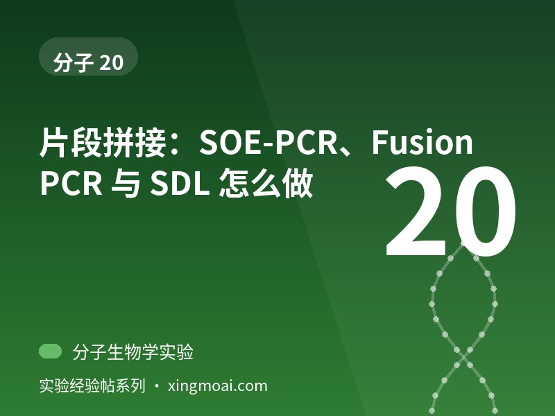 片段拼接：SOE-PCR、Fusion PCR 与 SDL 怎么做