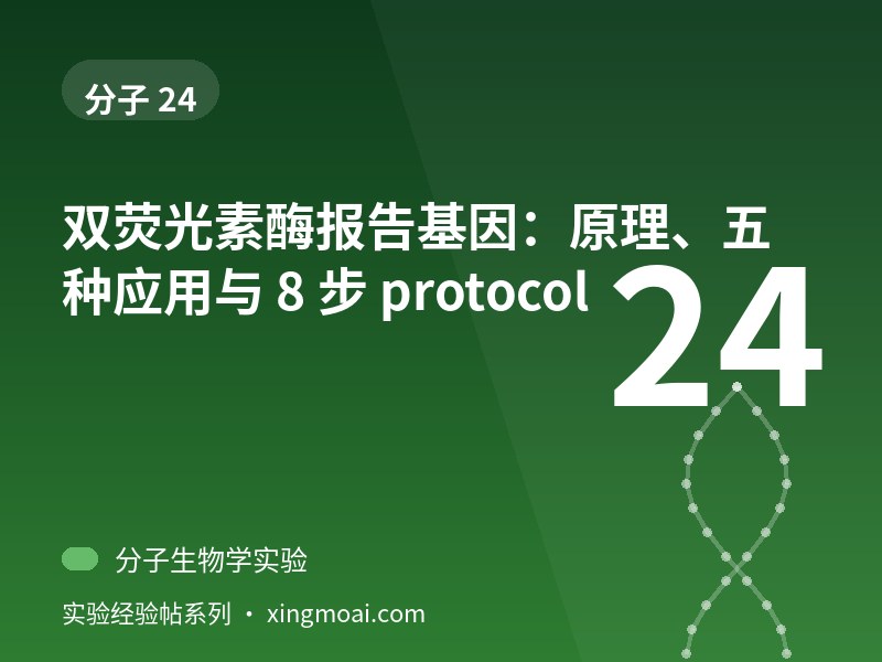 双荧光素酶报告基因：原理、五种应用与 8 步 protocol